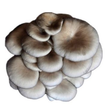 平菇.jpg 平菇.jpg