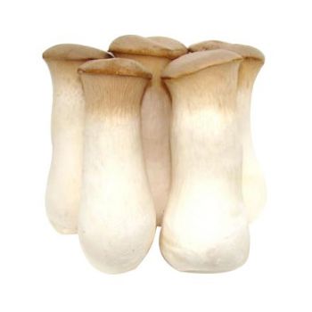 杏鮑菇.jpg 杏鮑菇.jpg