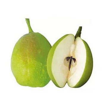 庫(kù)爾勒香梨.jpg 庫(kù)爾勒香梨.jpg