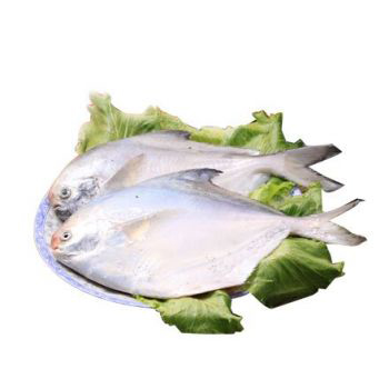 鯧魚.jpg 鯧魚.jpg