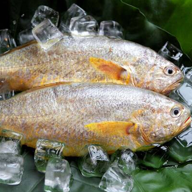 大黃魚.jpg 大黃魚.jpg