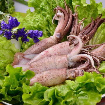 海兔.jpg 海兔.jpg