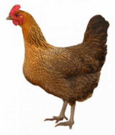 草雞.jpg 草雞.jpg