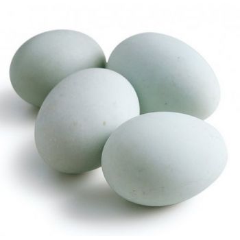 新鮮鴨蛋.jpg 新鮮鴨蛋.jpg